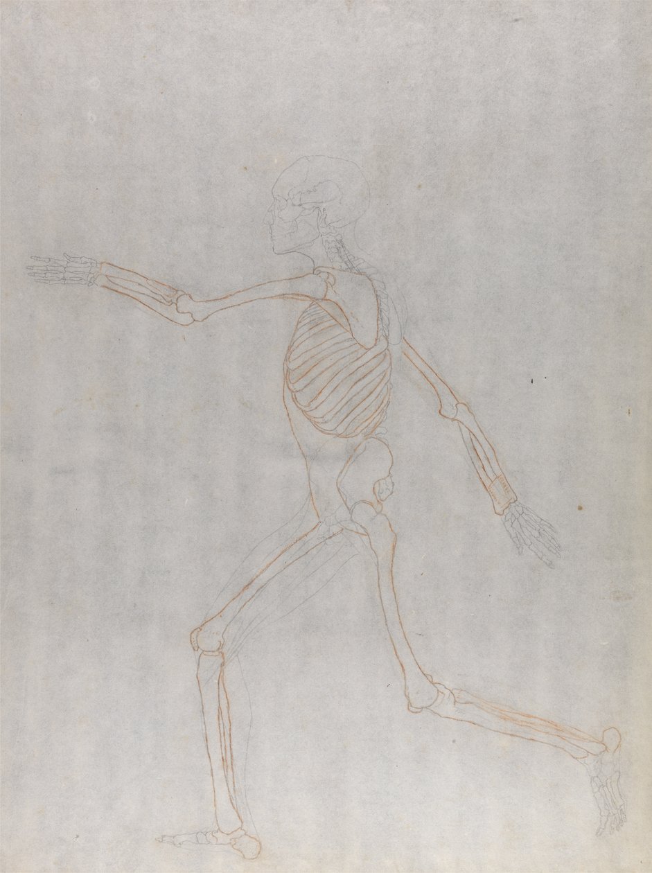 Studie av människofiguren, sidovy, från en jämförande anatomisk beskrivning av människokroppens struktur med en tiger och en fågelhöna, 1795-1806 (grafit och röd krita på tunn w av George Stubbs