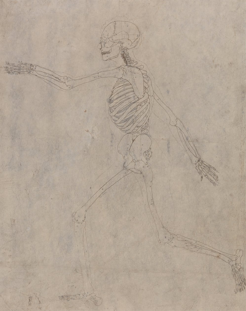 Studie av människofiguren, sidovy, från en jämförande anatomisk beskrivning av människokroppens struktur med en tiger och en höns, 1795-1806 (grafit med bläck på tung väv av George Stubbs