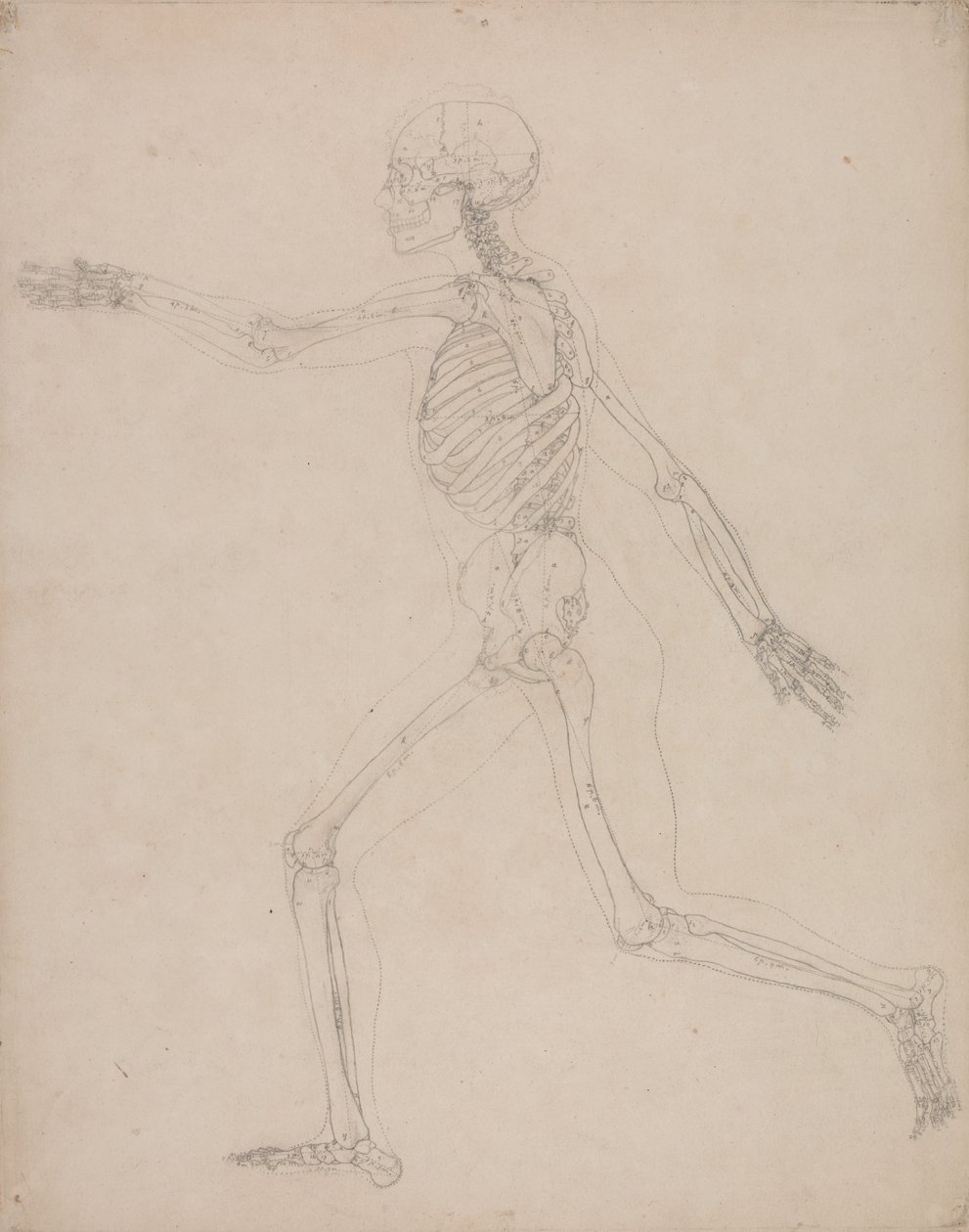 Studie av människofiguren, sidovy, från en jämförande anatomisk beskrivning av människokroppens struktur med en tiger och en höns, 1795-1806 (grafit på kraftigt vävt papper) av George Stubbs