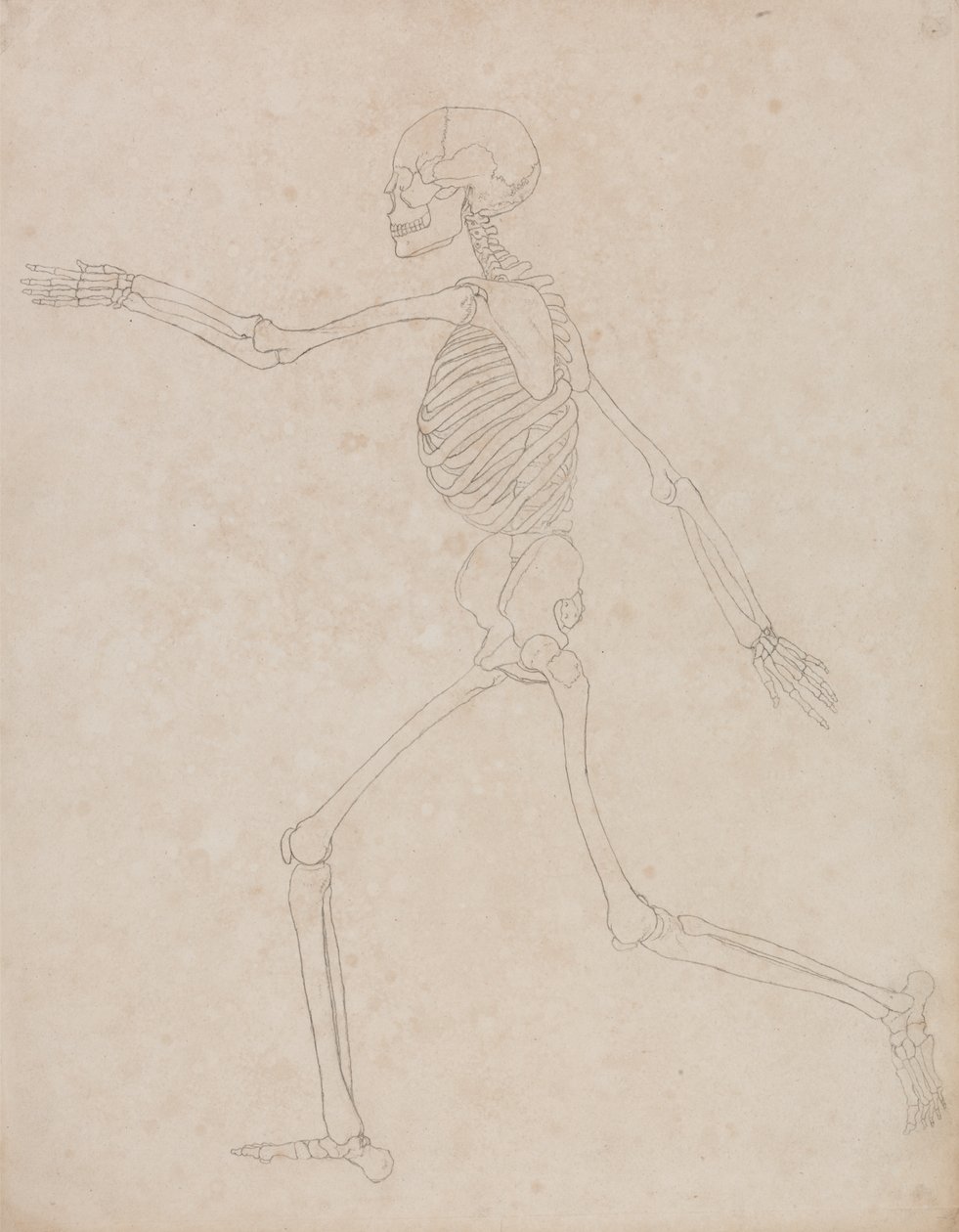 Studie av människofiguren, sidovy, från en jämförande anatomisk beskrivning av människokroppens struktur med en tiger och en höns, 1795-1806 (grafit på kraftigt vävt papper) av George Stubbs
