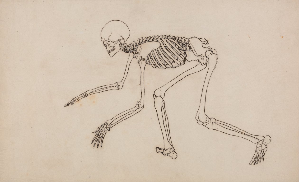 Studie av människofiguren, sidovy, från en jämförande anatomisk beskrivning av människokroppens struktur med en tiger och en höns, 1795-1806 (penna och bläck över grafit på väv av George Stubbs