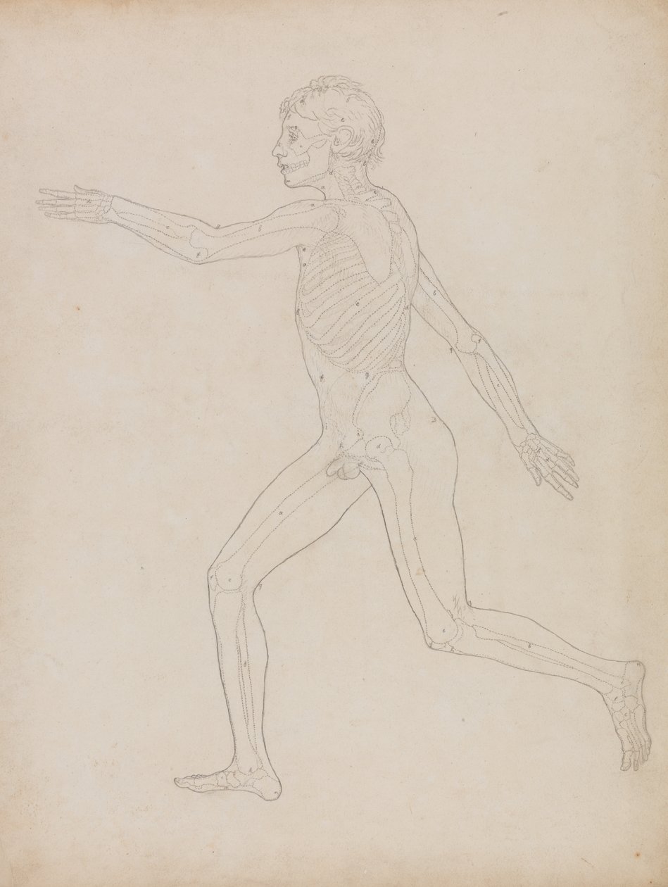 Studie av människofiguren, sidovy, från en jämförande anatomisk beskrivning av människokroppens struktur med en tiger och en höns, 1795-1806 (grafit på kraftigt vävt papper) av George Stubbs