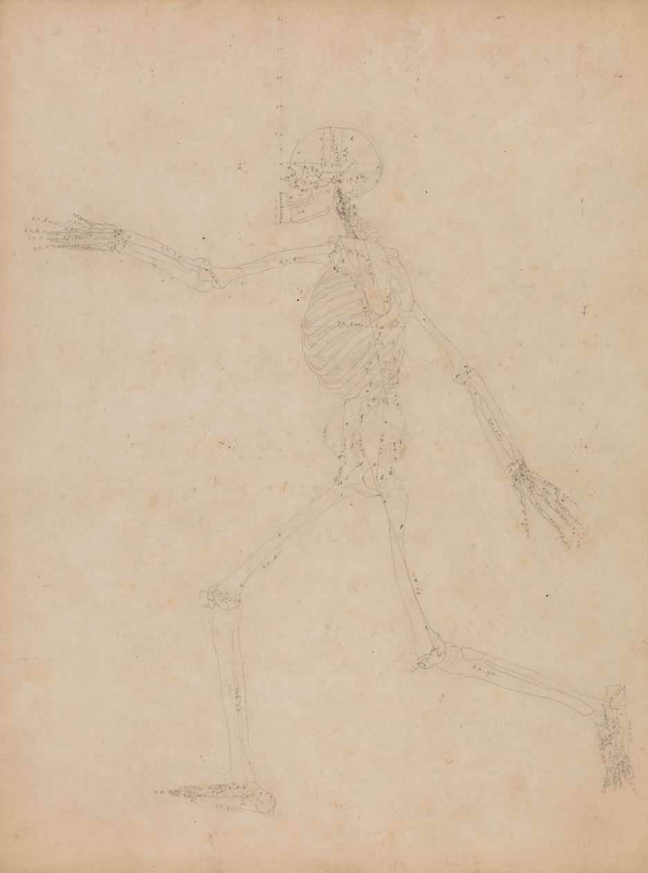 Studie av människofiguren, sidovy, från "En jämförande anatomisk beskrivning av människokroppens struktur med en tiger och en vanlig fågel" av George Stubbs
