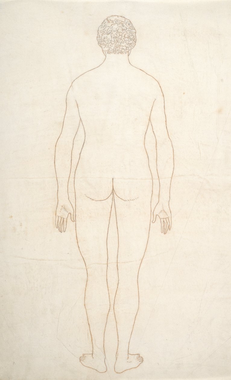 Studie av människofiguren, bakifrån, från en jämförande anatomisk utläggning av människokroppens struktur med en tiger och en höns, ca 1795-1806 (bläck på papper) av George Stubbs