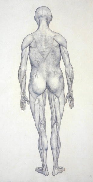 Studie av människofiguren, bakifrån, från en jämförande anatomisk utläggning av människokroppens struktur med en tiger och en höns, ca 1795-1806 (grafit på patronpapper) av George Stubbs