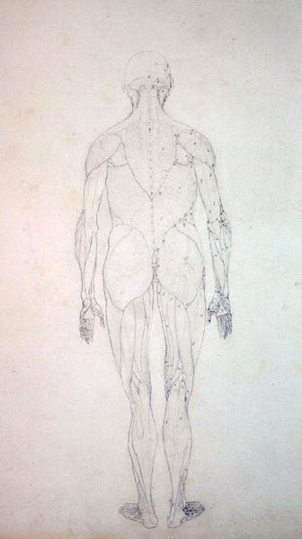 Studie av människofiguren, bakifrån, från en jämförande anatomisk utläggning av människokroppens struktur med en tiger och en höns, ca 1795-1806 (grafit på patronpapper) av George Stubbs