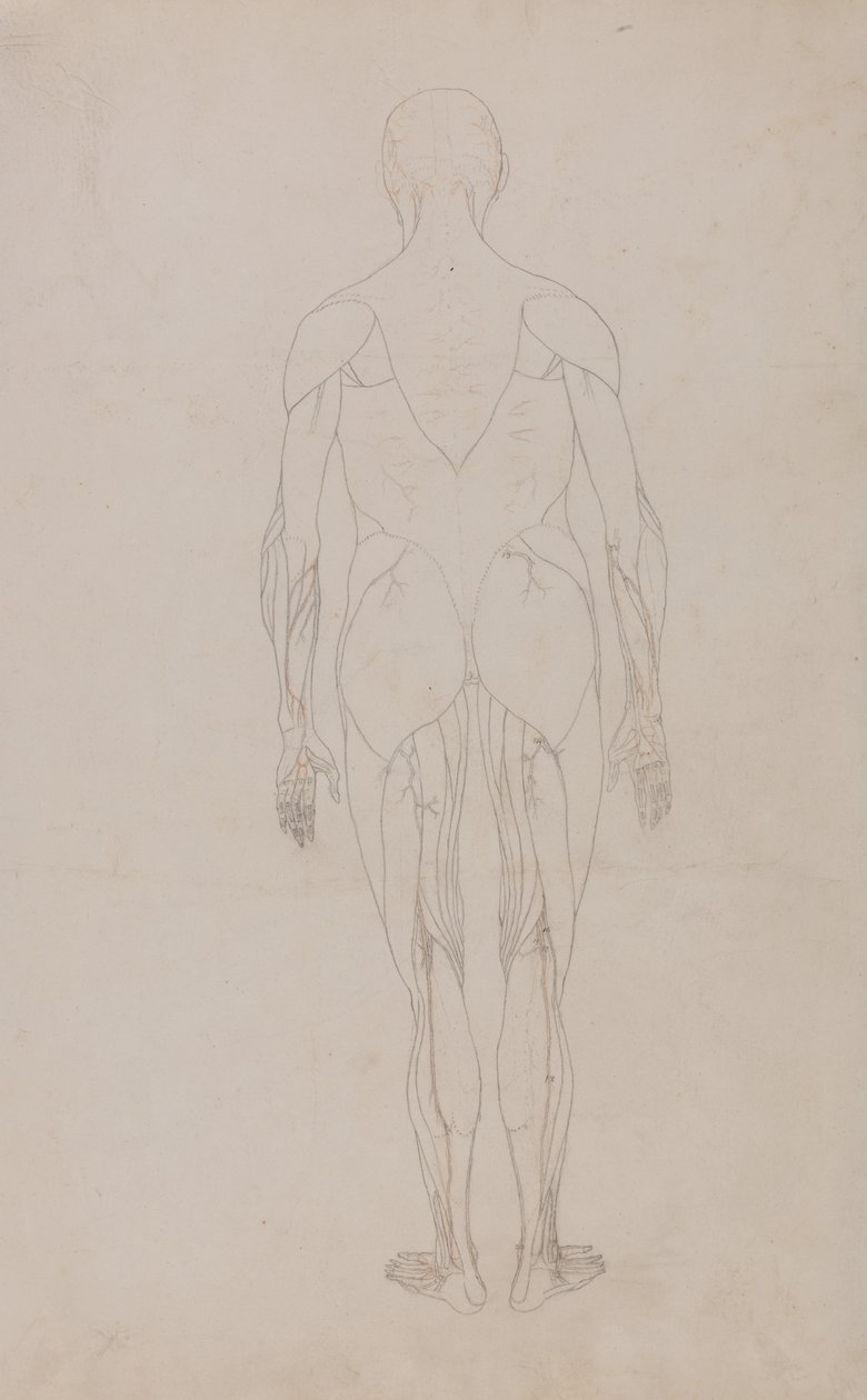 Studie av människofiguren, bakifrån, från en jämförande anatomisk beskrivning av människokroppens struktur med en tiger och en höns, ca 1795-1806 (grafit och bläck på papper) av George Stubbs