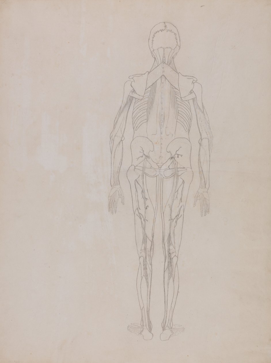 Studie av människofiguren, bakifrån, från en jämförande anatomisk utläggning av människokroppens struktur med en tiger och en höns, ca 1795-1806 (grafit på patronpapper) av George Stubbs