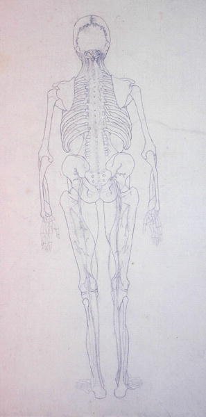 Studie av människofiguren, bakifrån, från en jämförande anatomisk utläggning av människokroppens struktur med en tiger och en höns, ca 1795-1806 (grafit på papper) av George Stubbs