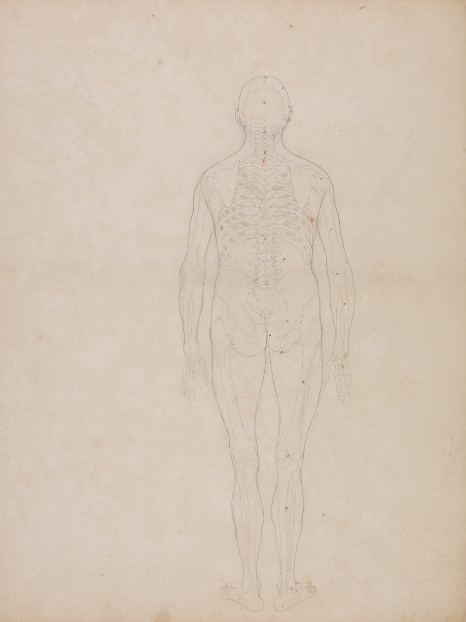 Studie av människofiguren, bakifrån, från en jämförande anatomisk utläggning av människokroppens struktur med en tiger och en höns, ca 1795-1806 (grafit på patronpapper) av George Stubbs