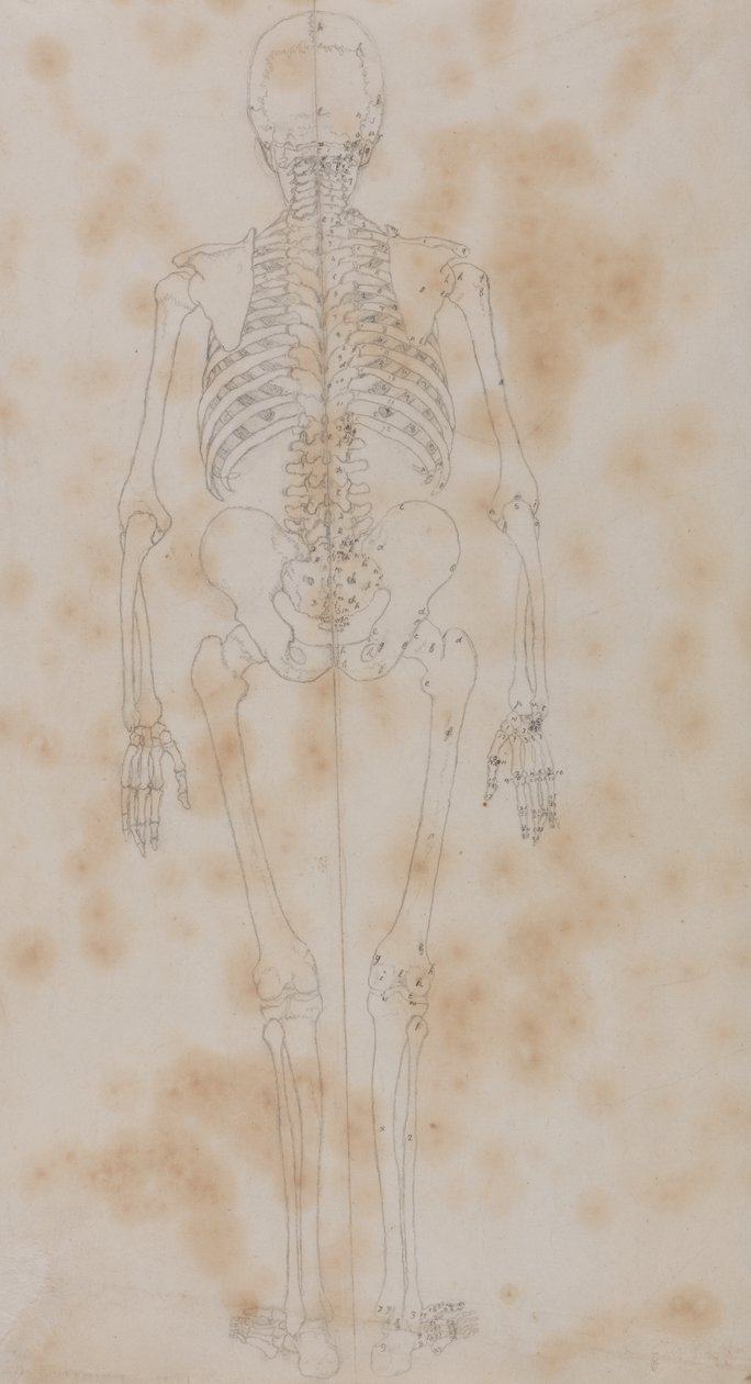 Studie av människofiguren, bakifrån, från en jämförande anatomisk utläggning av människokroppens struktur med en tiger och en höns, ca 1795-1806 (grafit på papper) av George Stubbs
