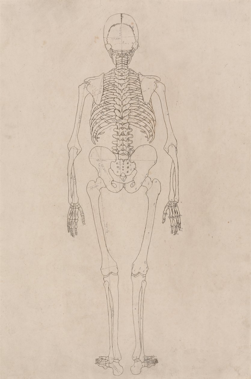 Studie av människofiguren, bakifrån, från en jämförande anatomisk utläggning av människokroppens struktur med en tiger och en höns, ca 1795-1806 (bläck på patronpapper) av George Stubbs