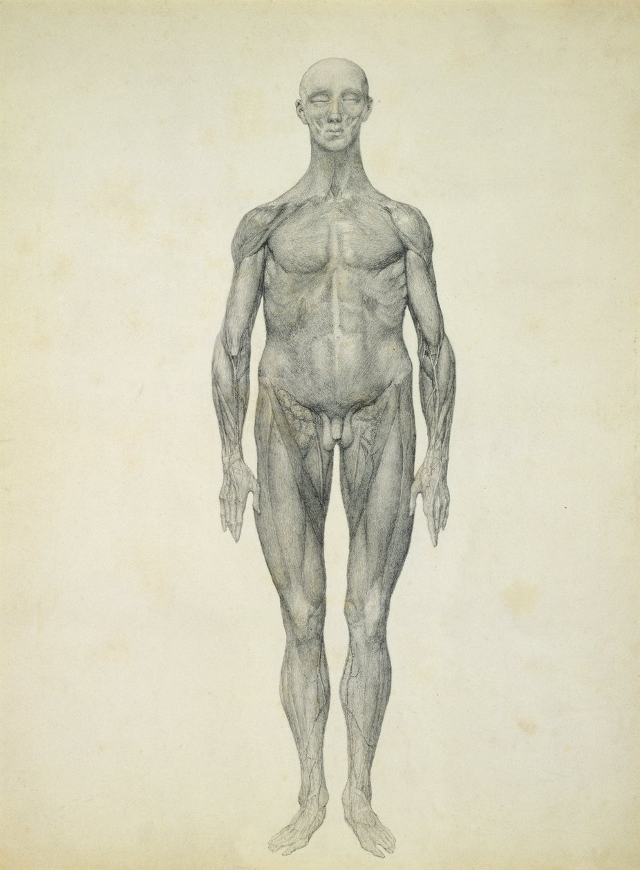 Människofiguren, framifrån, från serien "A Comparative Anatomical Exposition of the Structure of the Human Body with the of a Tiger and a Common Fowl" av George Stubbs