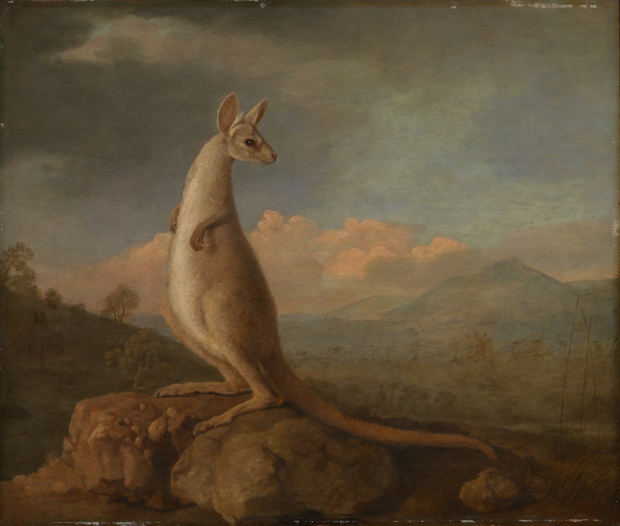 Kongouro från New Holland (känguru) av George Stubbs