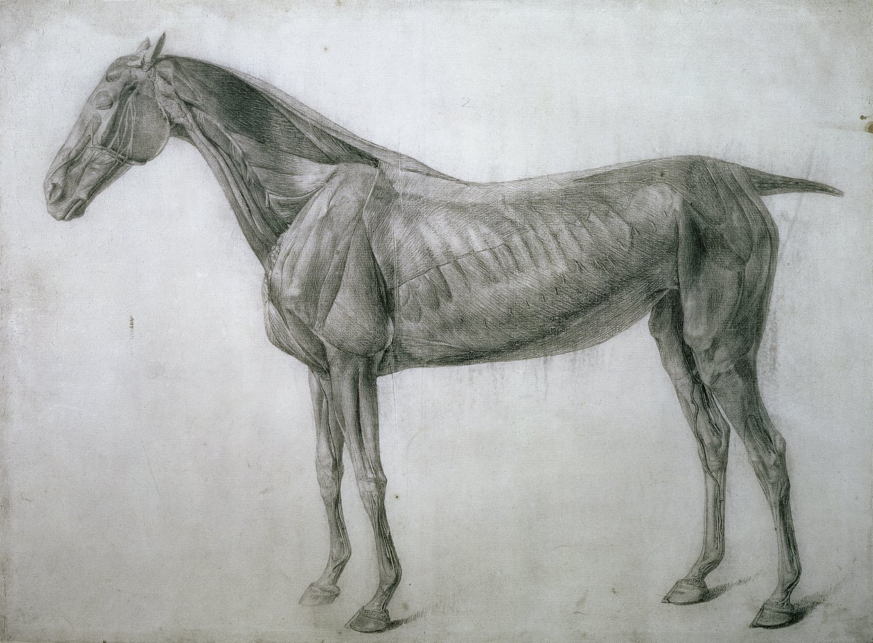 The Study of Muscles: Ecorche-teckning sett från flanken, från 13:e anatomiska bordet, från hästens anatomi, 1766 av George Stubbs