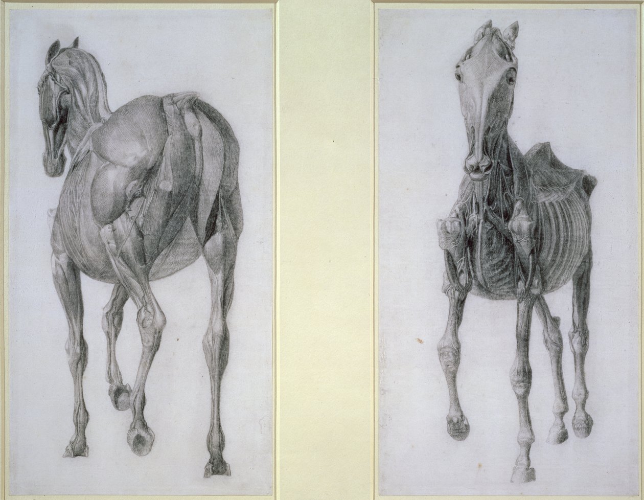 Studiet av muskler: vyer framifrån och bakifrån, från 13:e anatomiska tabellen, från hästens anatomi, 1766 av George Stubbs