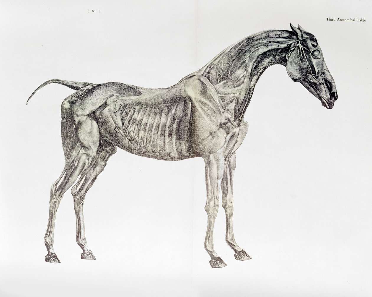 Tredje anatomiska tabellen, från "The Anatomy of the Horse" av George Stubbs