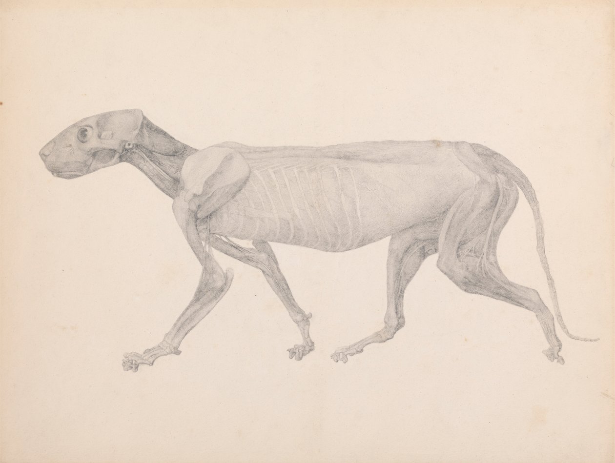 Tigerkropp, sidovy (färdig ritning för opublicerad tabell; visar det tredje steget i dissekering) av George Stubbs