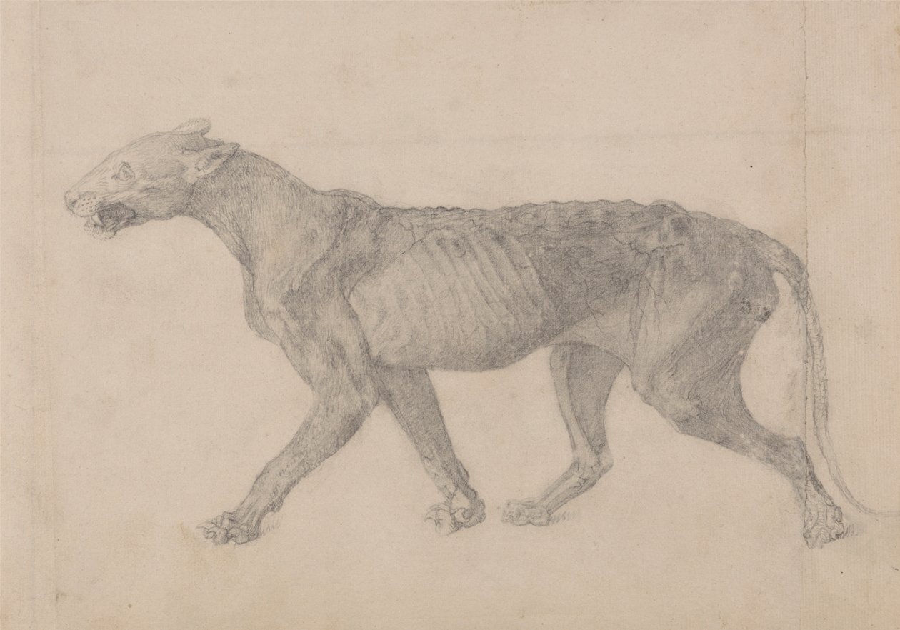 Tigerkropp, sidovy (första av nio teckningar av ett annat exemplar av tiger) av George Stubbs