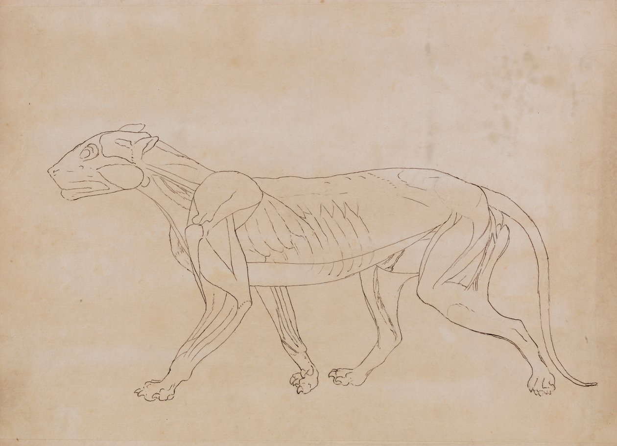 Tigerkropp, sidovy (konturritning för en nyckelfigur) av George Stubbs