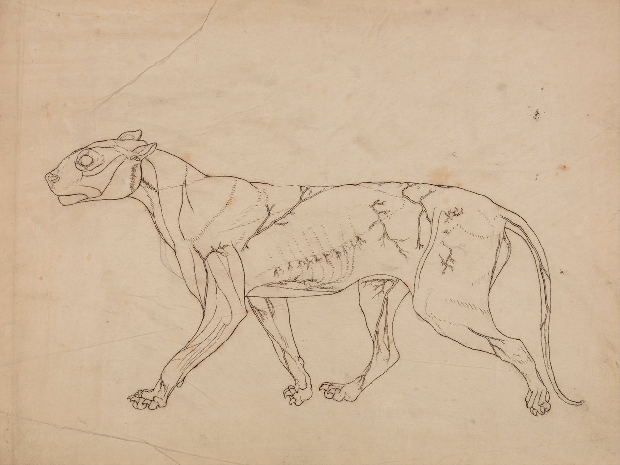 Tigerkropp, sidovy (översiktsstudie av ytmusklerna och deras blodtillförsel, troligen gjord för en nyckelfigur) av George Stubbs
