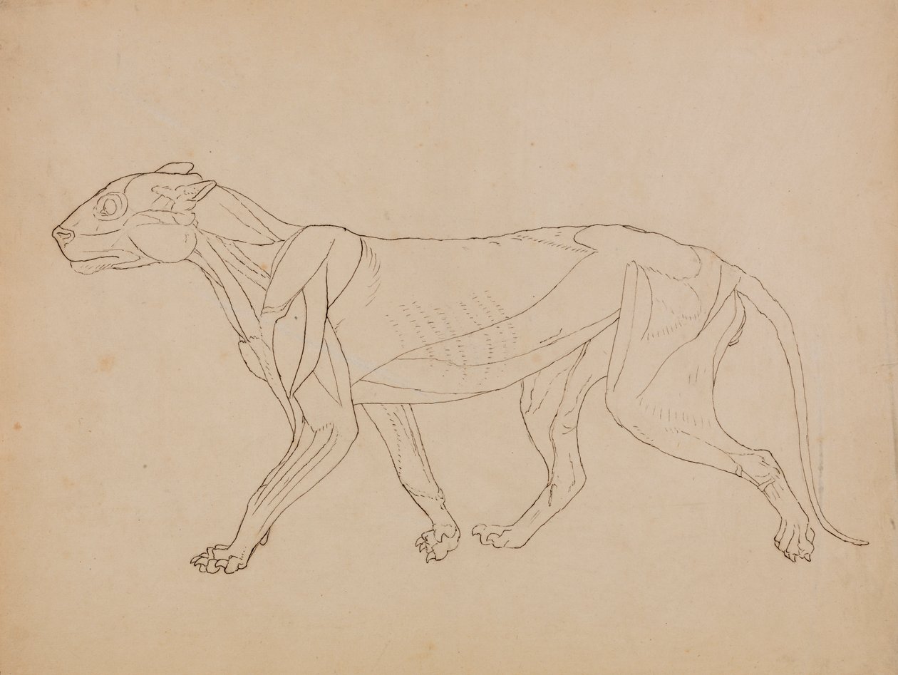 Tigerkropp, sidovy (troligen gjord som grund för en nyckelfigur) av George Stubbs