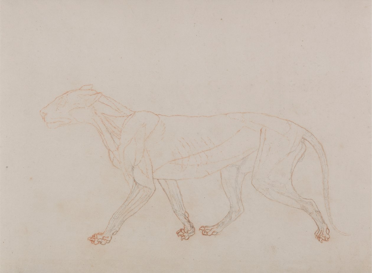 Tigerkropp, sidovy (visar det tredje steget i dissektion) av George Stubbs