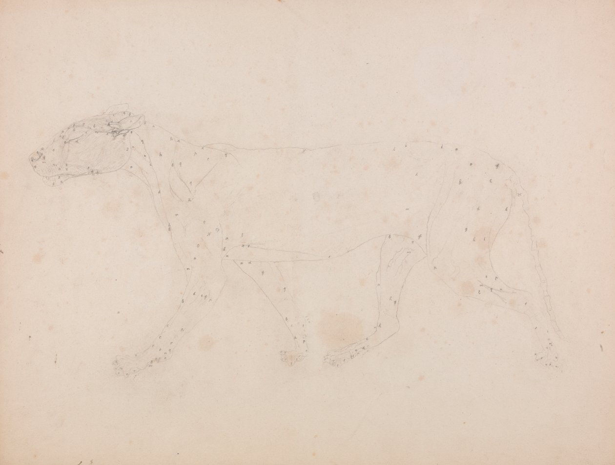 Tiger kropp, sidovy (studie av musklerna för nyckelfiguren till tabell IX) av George Stubbs