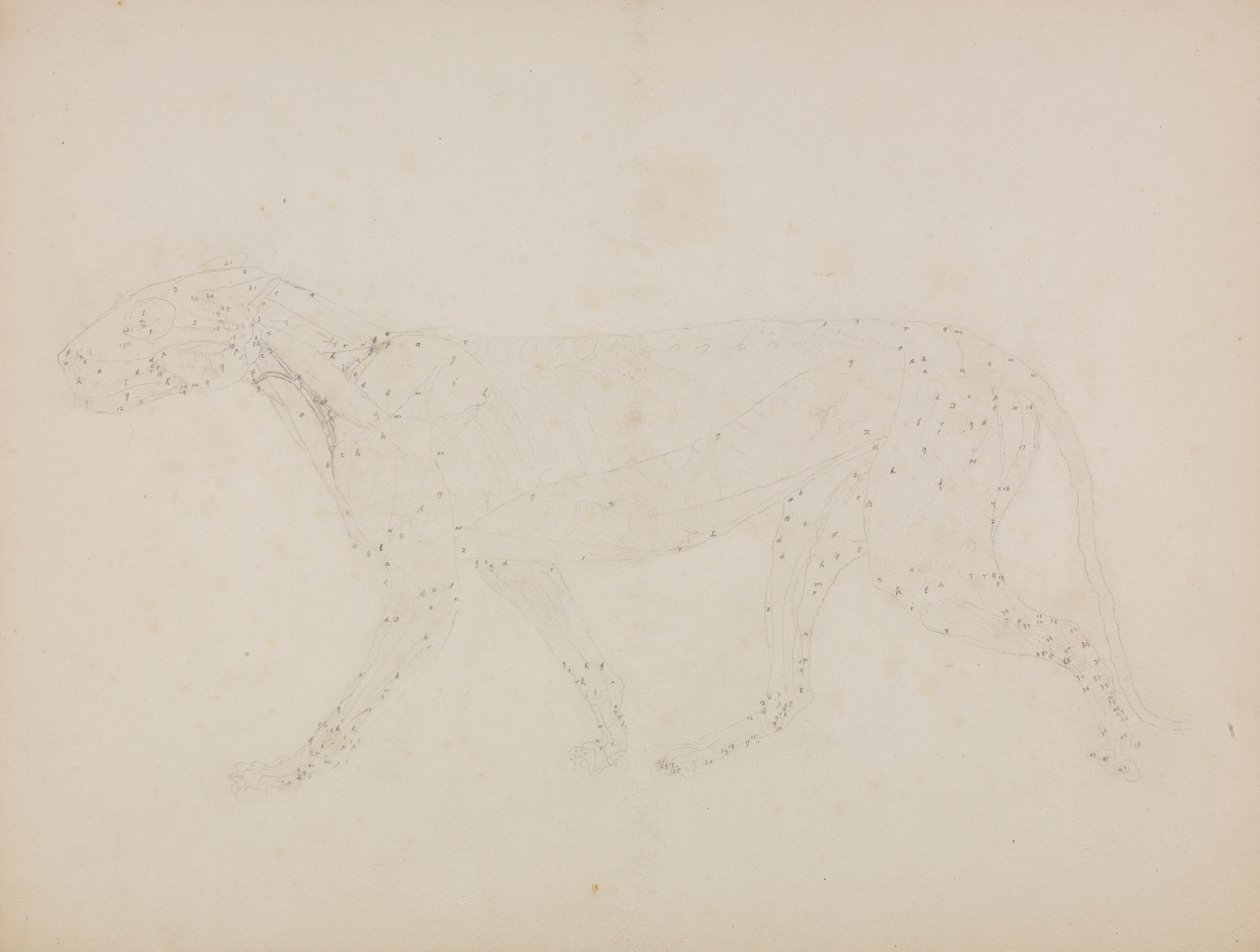 Tigerkropp, sidovy (Studie av de övre lagren av muskler och deras blodtillförsel förberedd för nyckeltalet i Tabell XIV) av George Stubbs
