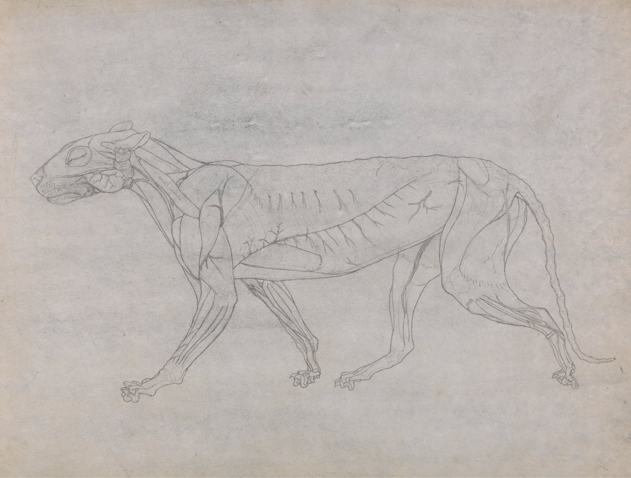 Tigerkropp, sidovy av George Stubbs