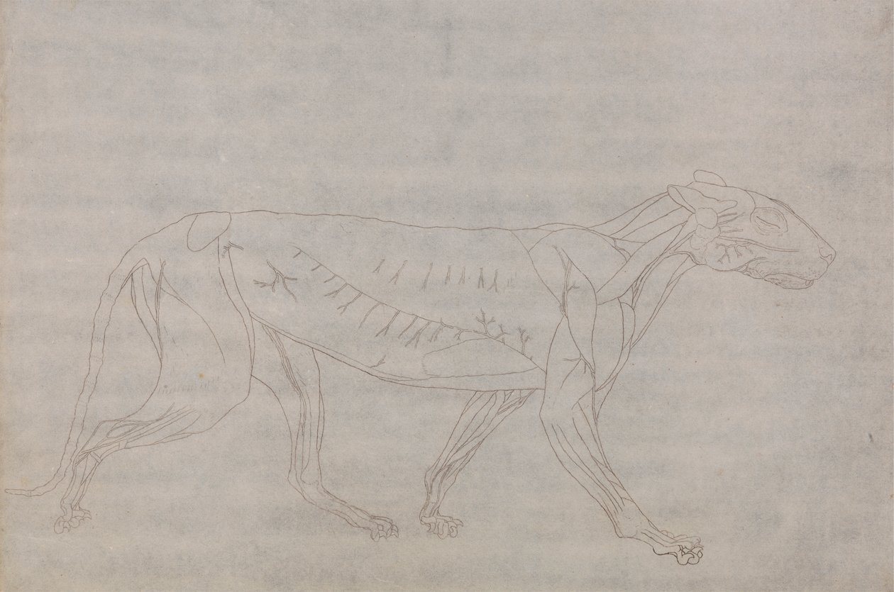 Tiger kropp, sidovy av George Stubbs