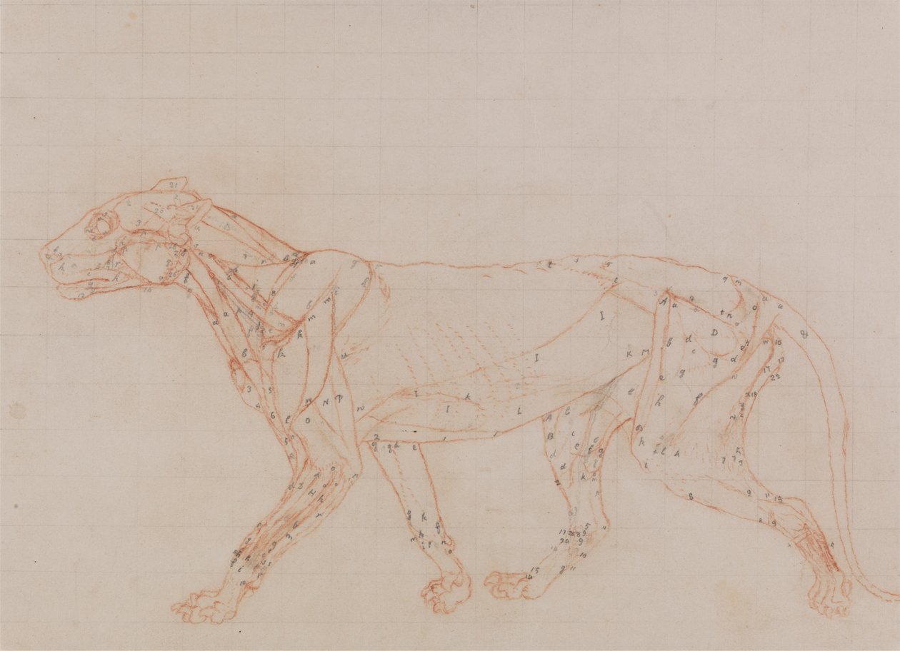 Tigerkropp, sidovy (Studier av musklerna exponerade vid det tredje steget av dissektion) av George Stubbs