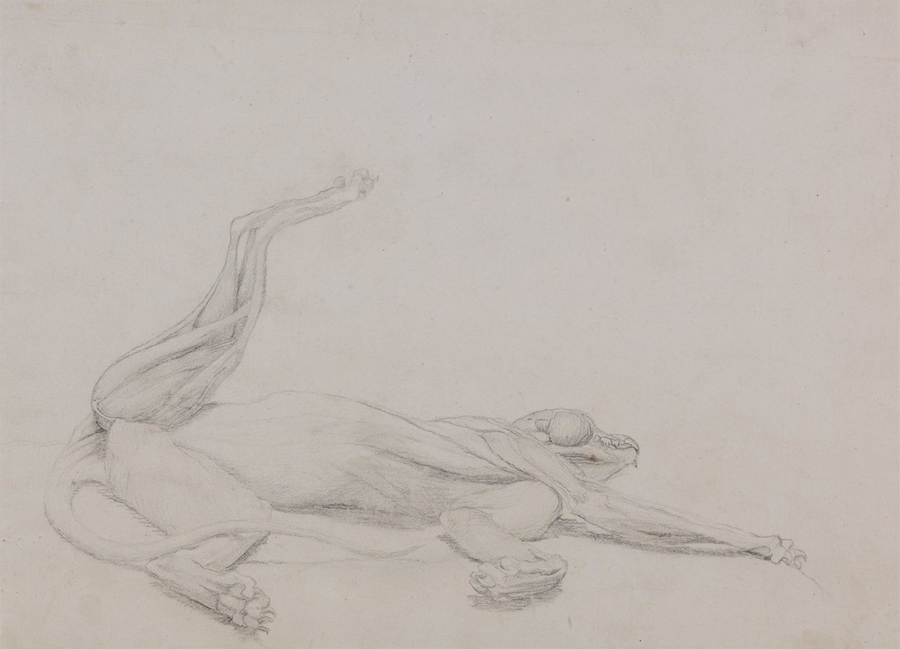 Tigerkropp, liggande, sedd ventralt av George Stubbs