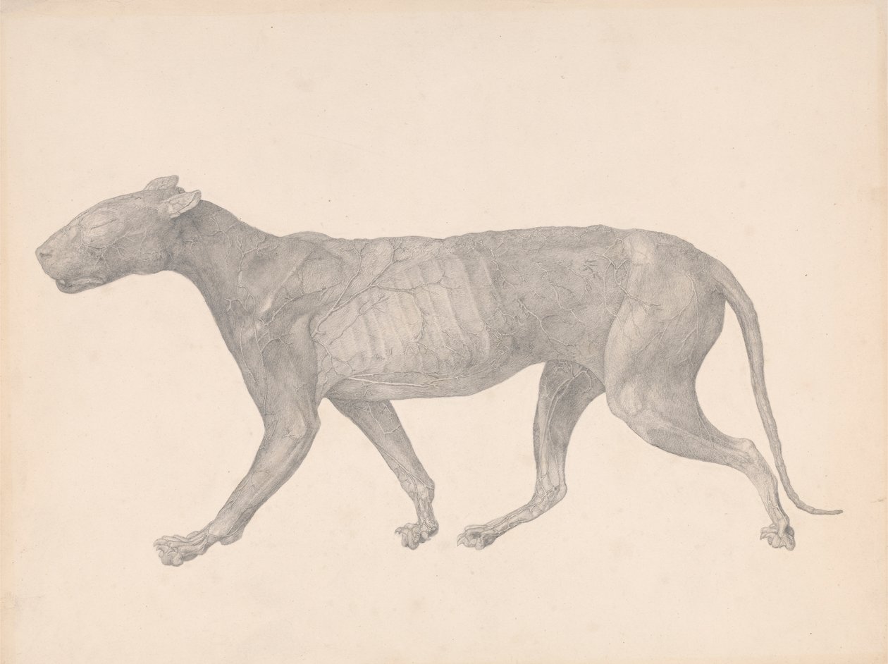 Tiger, sidovy, med hud och vävnad borttagen (färdig studie för tabell IX) av George Stubbs