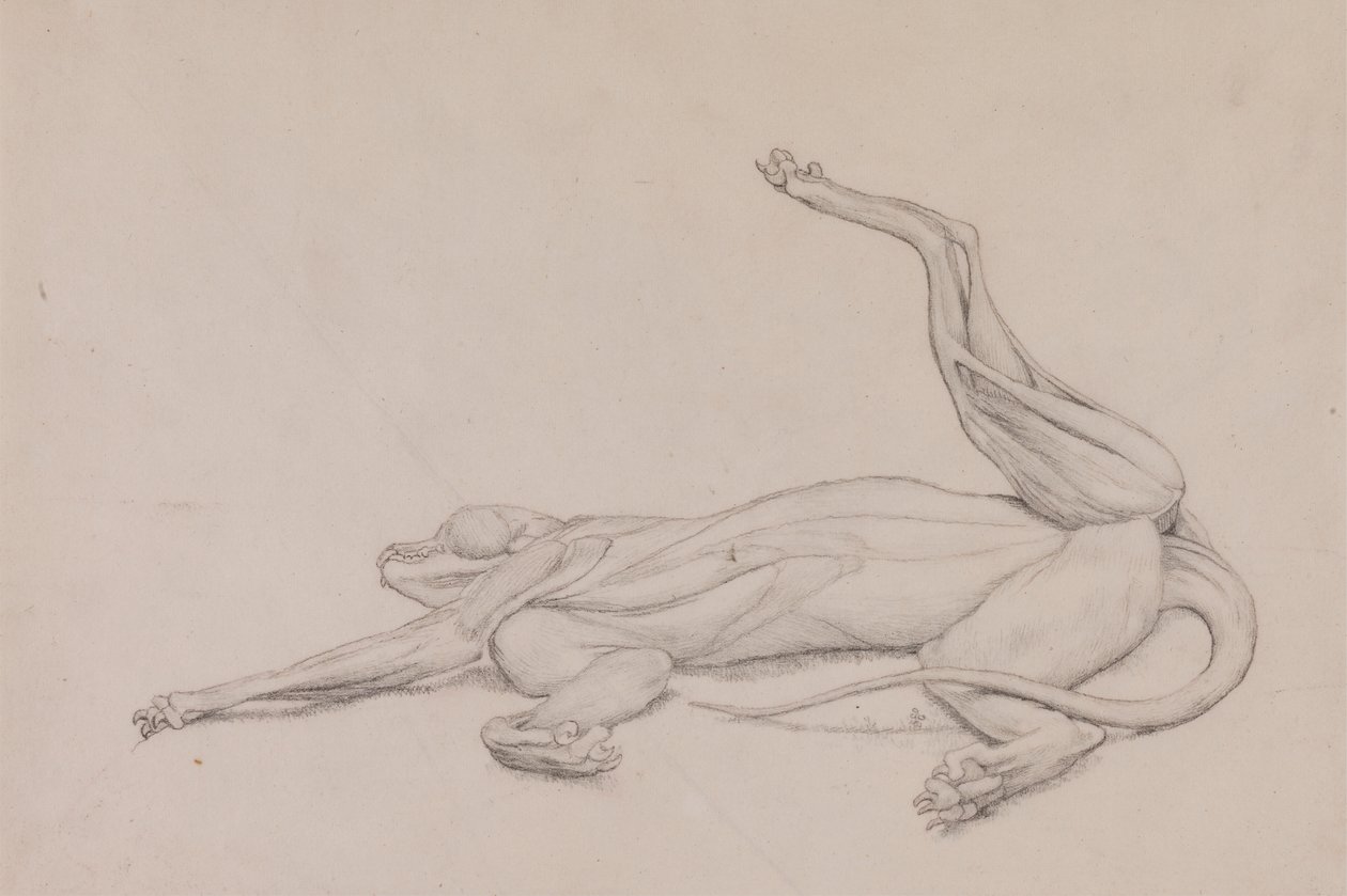 Tiger, liggande, sedd ventralt av George Stubbs