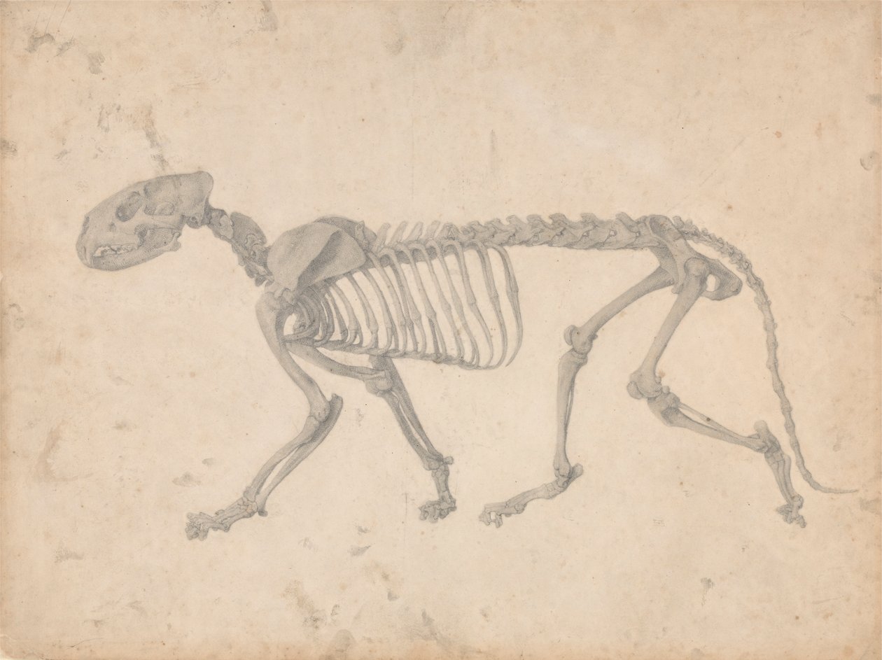 Tigerskelett, sidovy (avslutad studie för tabell IV) av George Stubbs
