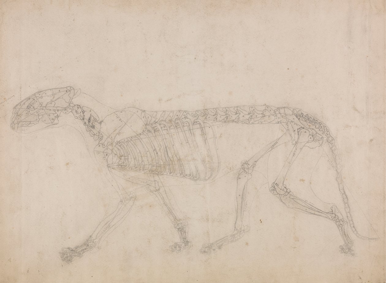 Tigerskelett, sidovy (förmodligen mästarstudien av skelettet) av George Stubbs