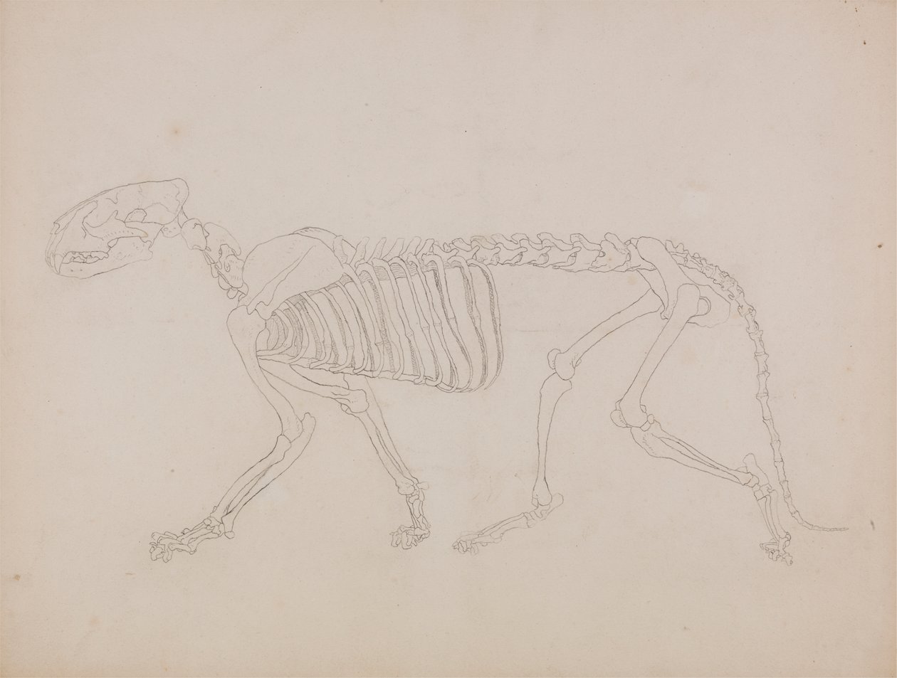 Tigerskelett, sidovy av George Stubbs