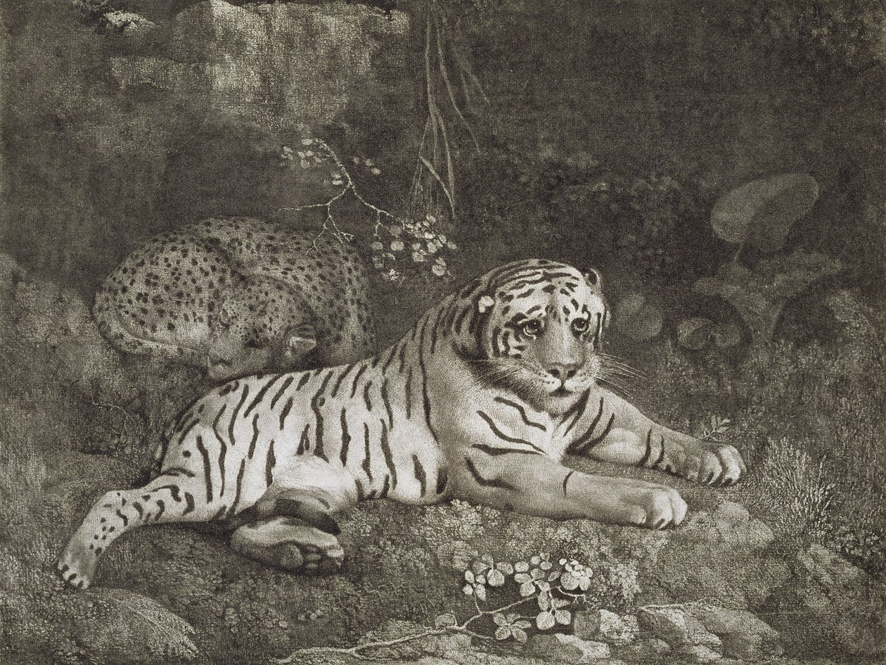 Två Tygers, graverade av konstnären, pub. 1788 (etsning) av George Stubbs