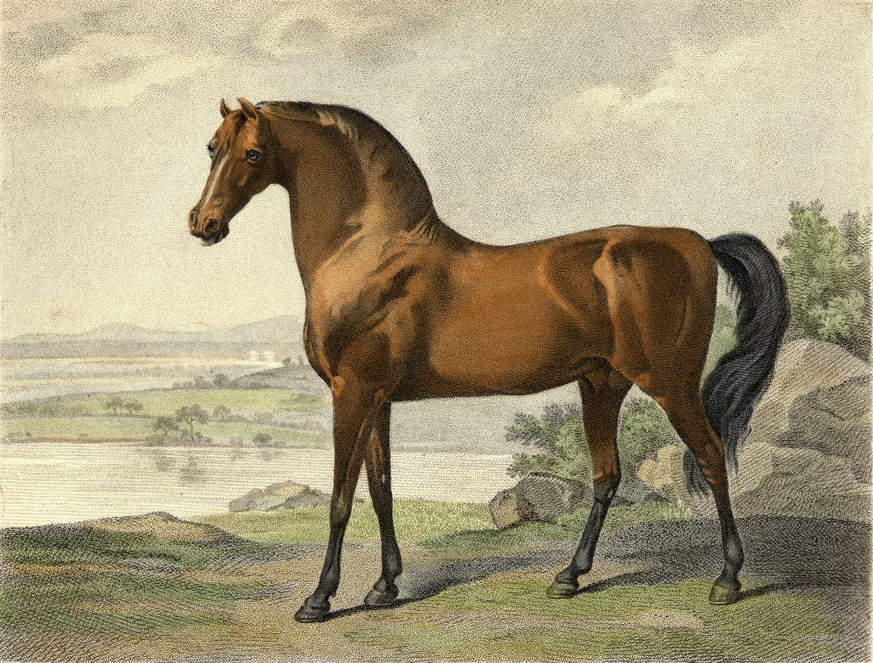 Warren Hastings Arabian av George Stubbs