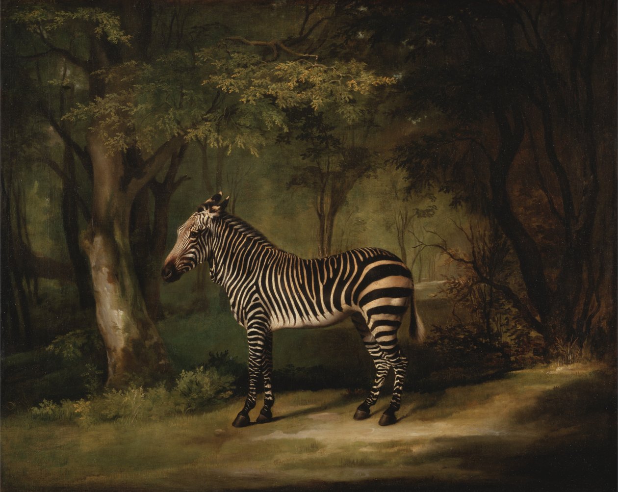 Zebra av George Stubbs
