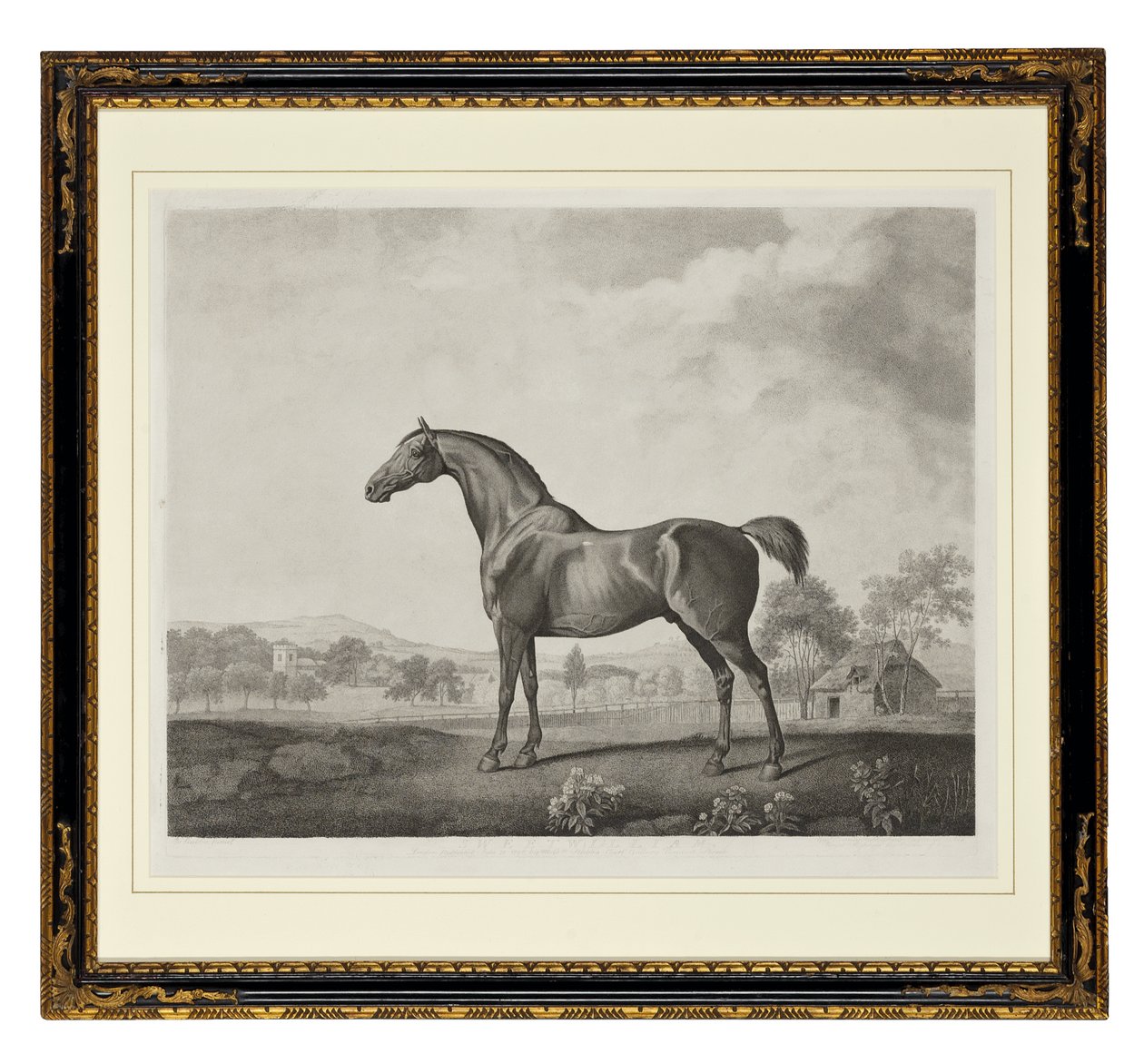 Sweetwilliam (stippgravyr) av George Townley Stubbs