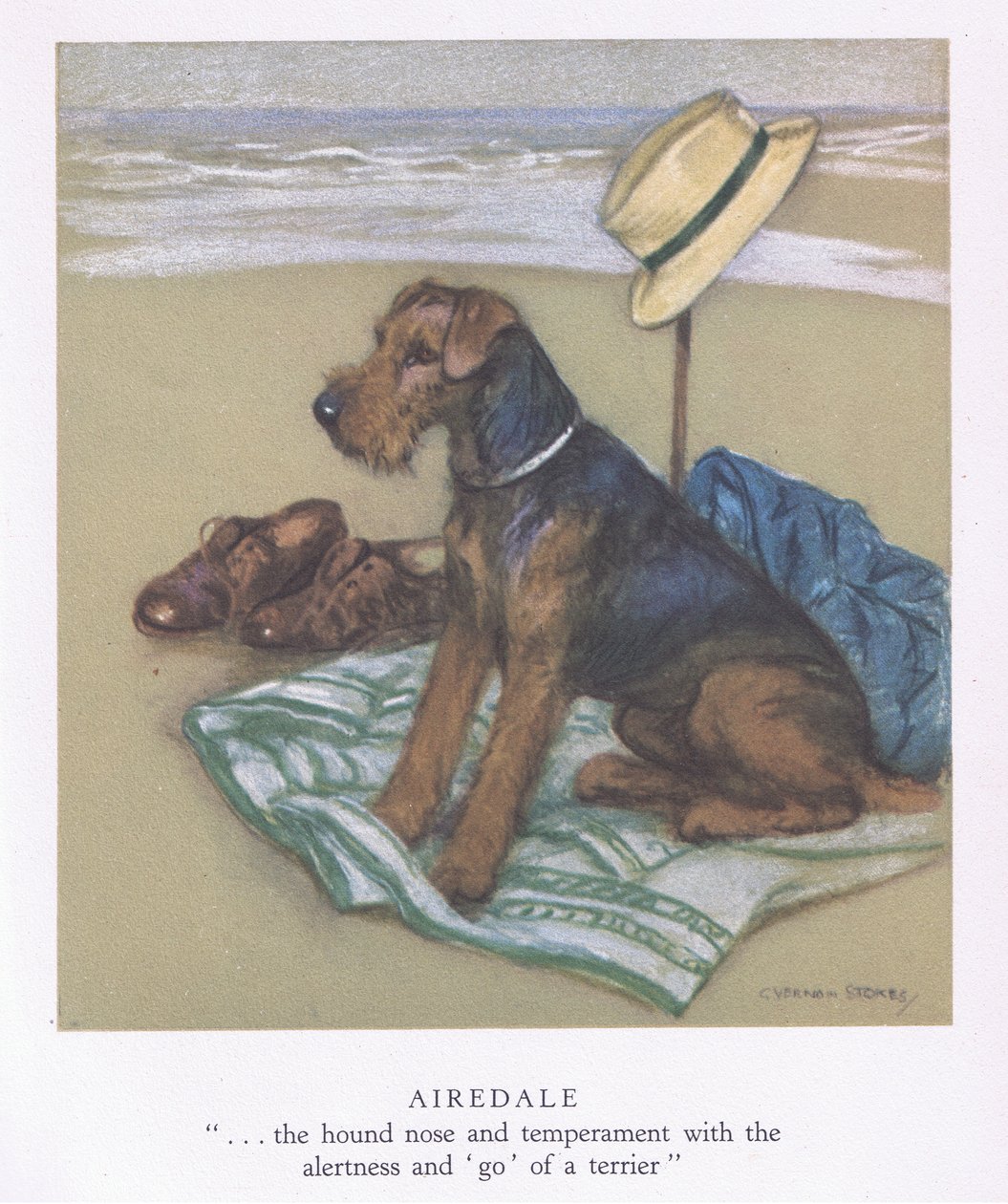 Airedale (färglitografi) av George Vernon Stokes