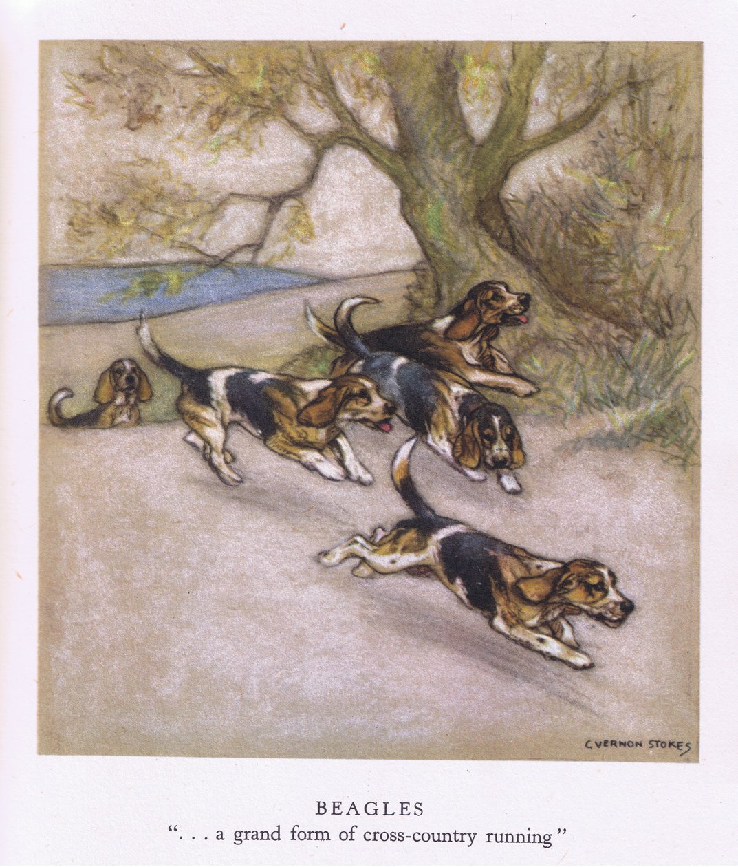 Beagles (färglitografi) av George Vernon Stokes
