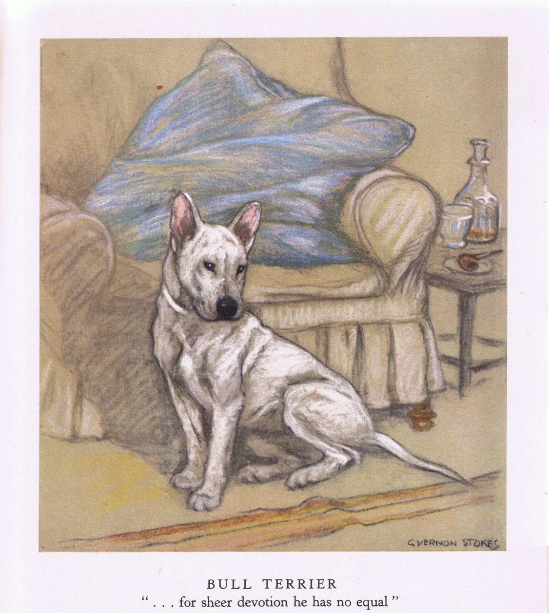 Bull Terrier (färglitografi) av George Vernon Stokes