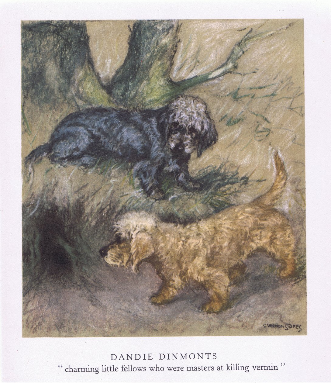 Dandie Dimonts (färglitografi) av George Vernon Stokes