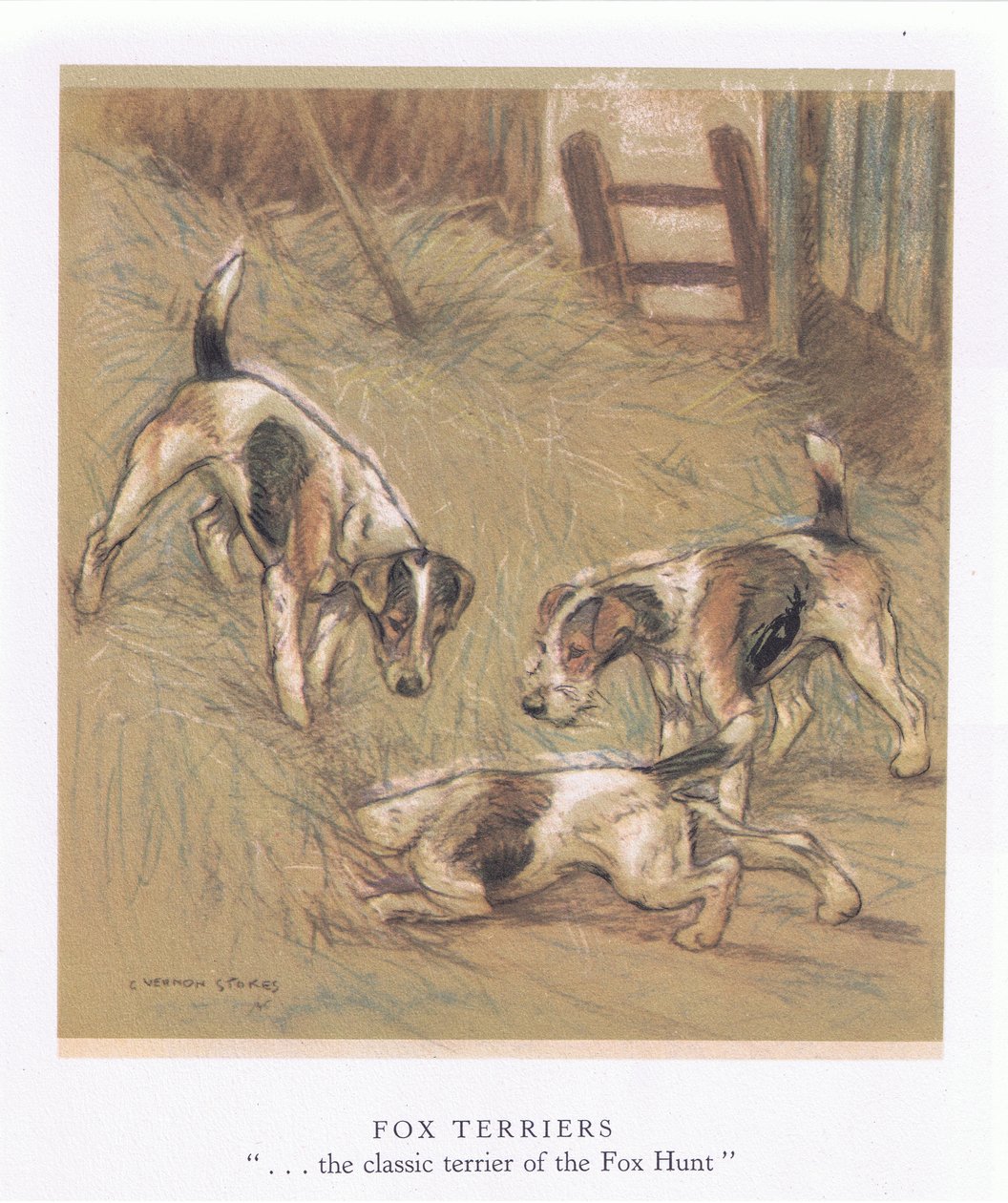 Foxterrier (färglitografi) av George Vernon Stokes