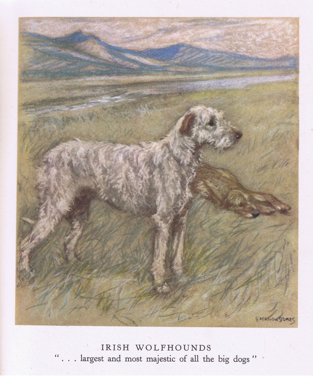 Irländska varghundar (färglitografi) av George Vernon Stokes