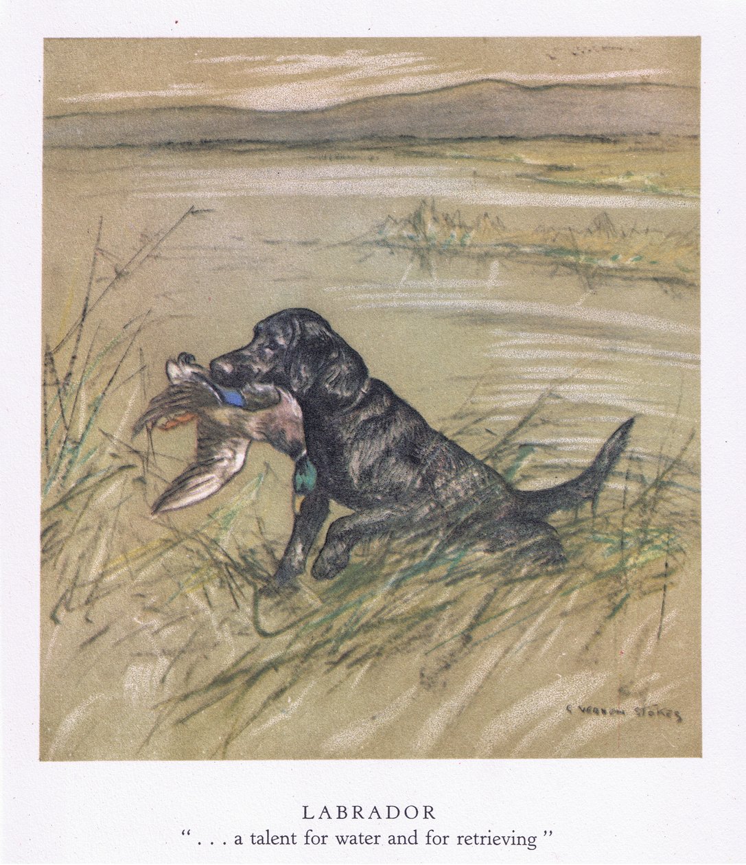 Labrador (färglitografi) av George Vernon Stokes