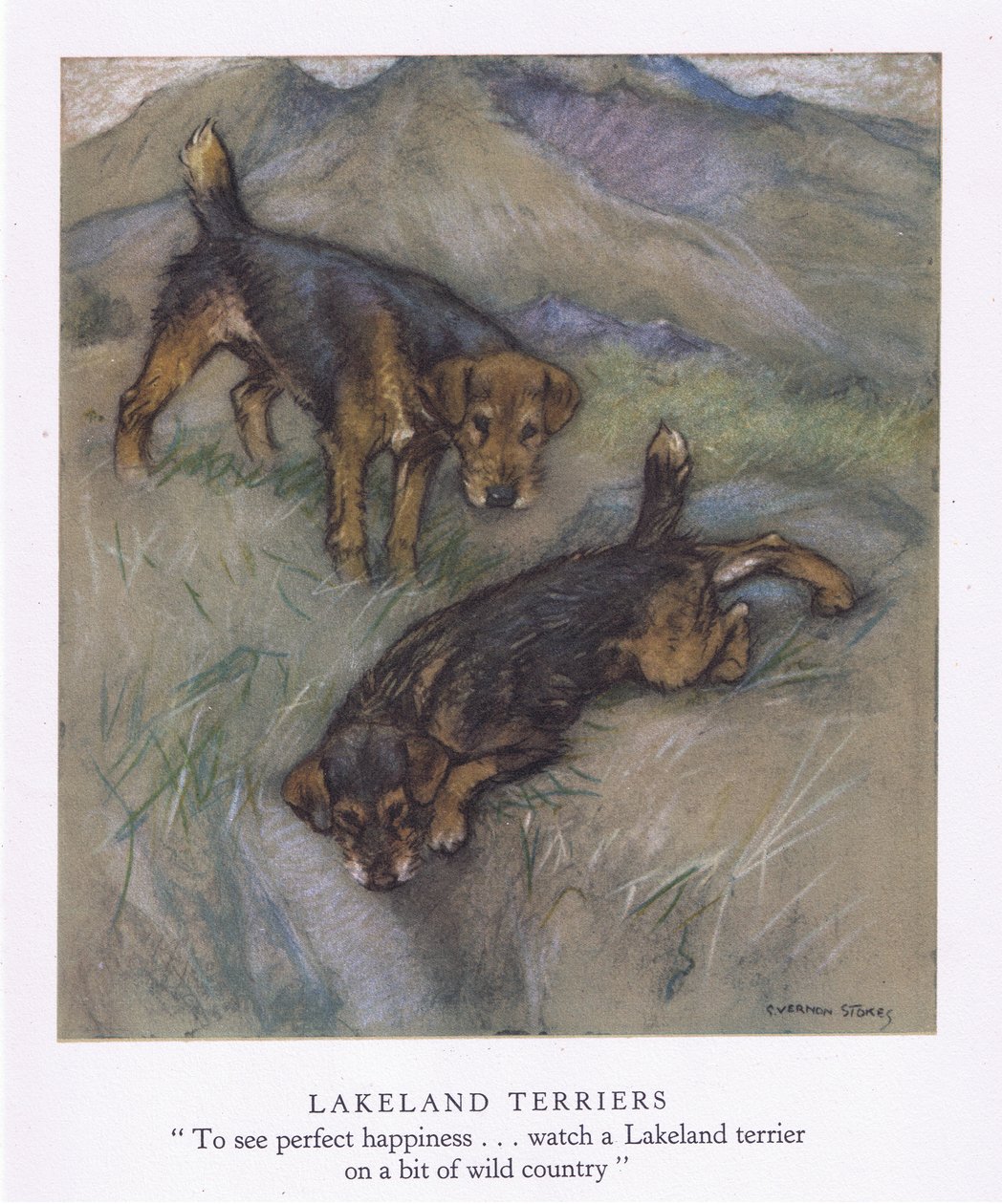 Lakeland Terriers (färglitografi) av George Vernon Stokes